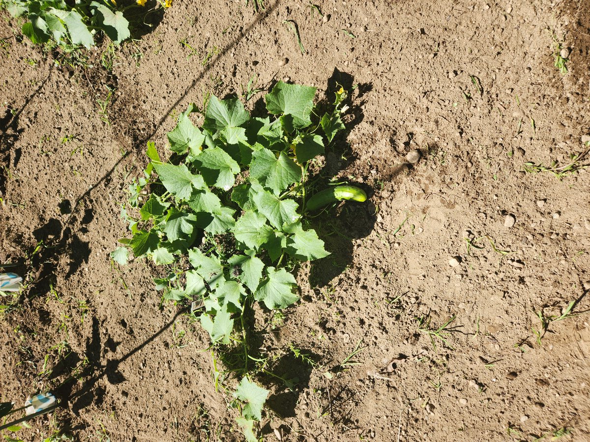 ChrisWh80792999's tweet image. Veggies grow up so fast.馃ぃWhat a wicked pissah day off today.