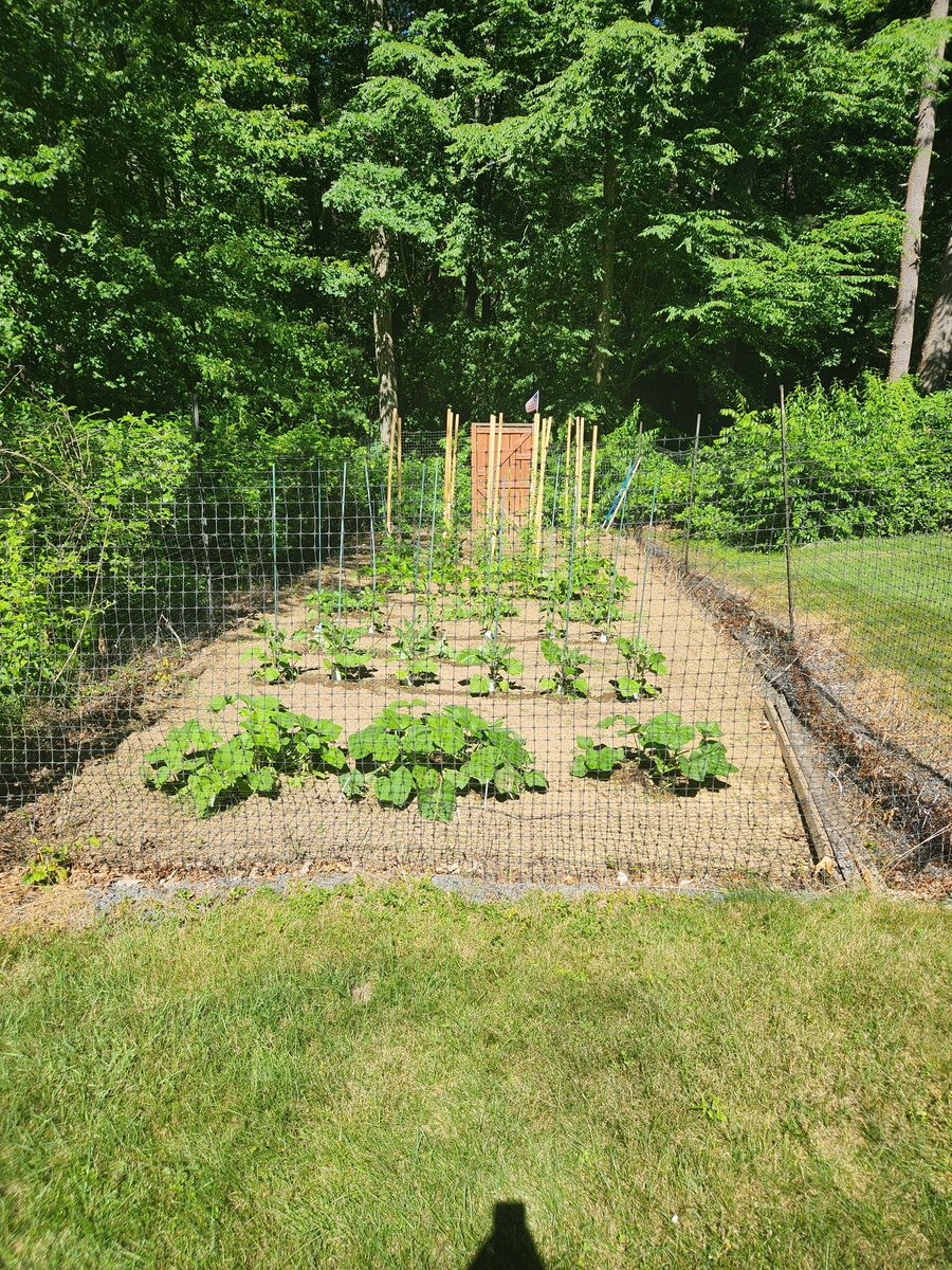 ChrisWh80792999's tweet image. Veggies grow up so fast.馃ぃWhat a wicked pissah day off today.