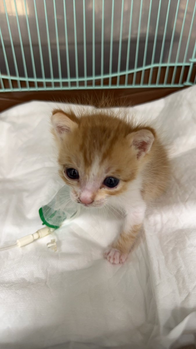 昨日体調崩してまた病院だけど、復活してて安心した🥹
#猫　#子猫　#捨て猫