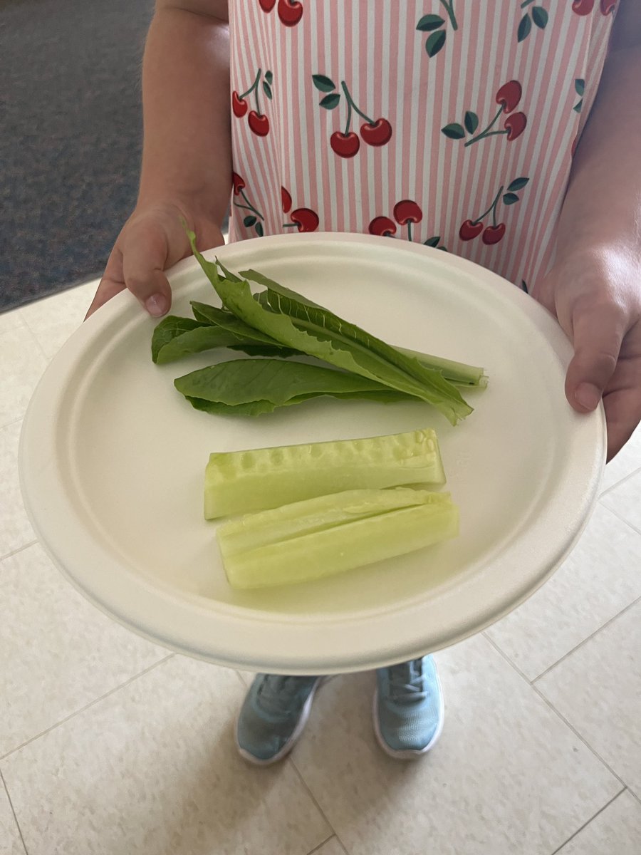 Today in Our Kinder Learning Garden, we harvested 3 cucumbers and lettuce for snacking. This year, Kenollie achieved <a href="/EcoSchoolsCAN/">EcoSchools Canada</a> Platinum certification! A huge team effort from students and staff - planning, participating, and achieving together! 🌿 #EcoSchoolsCAN #TeamEffort