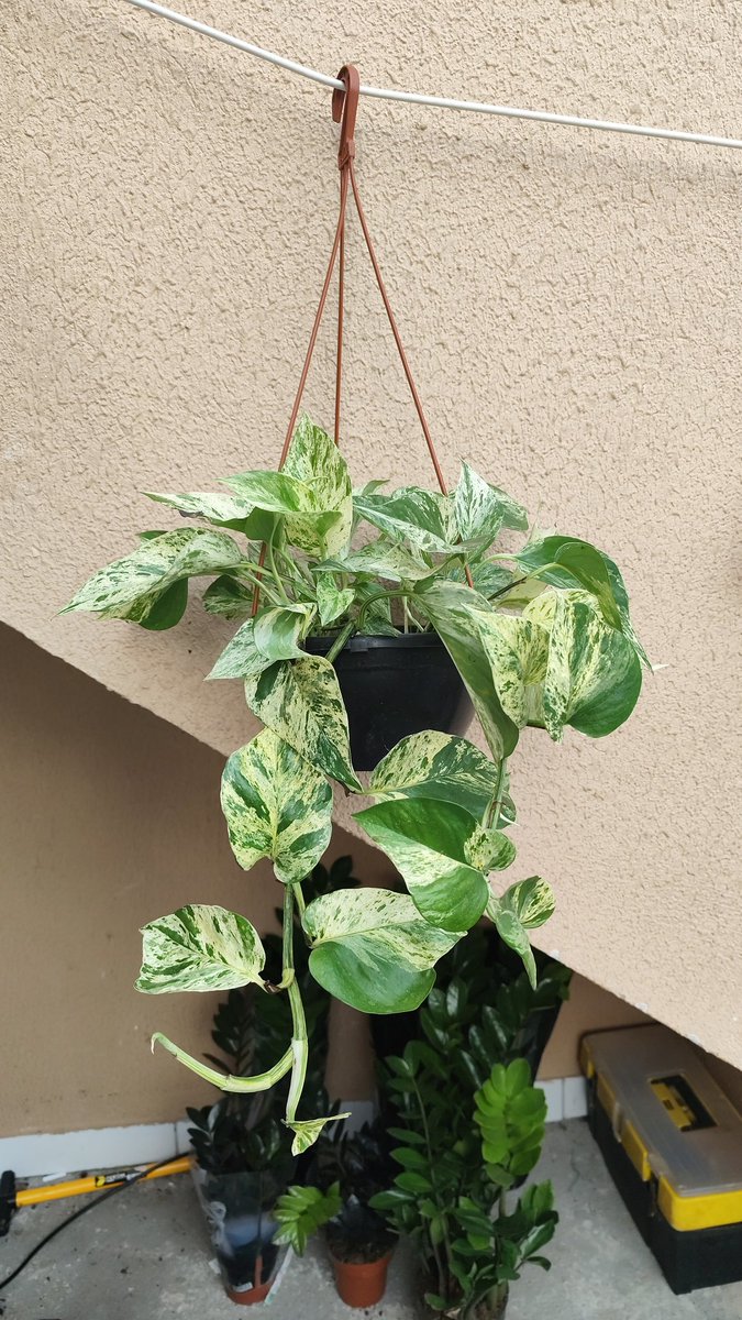 DafeniC's tweet photo. Vendo plantas, quem for rj chama 🌺 https://t.co/2FXYOmTzIk