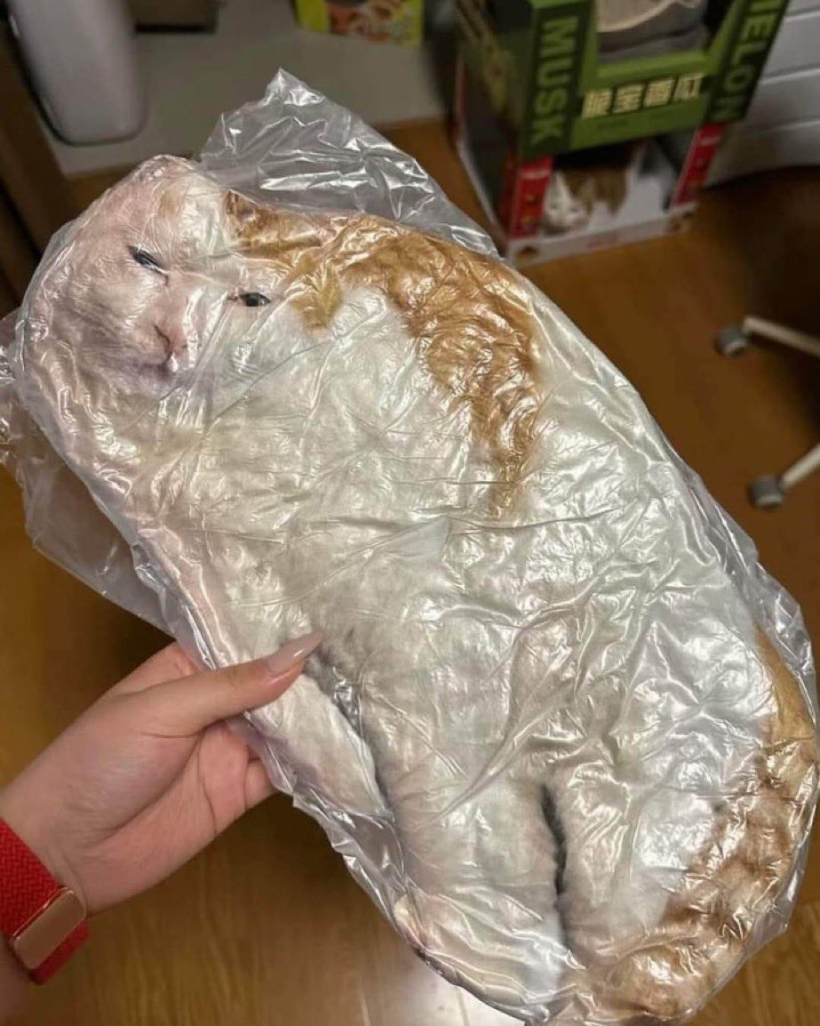 PixelIsADummy's tweet image. 