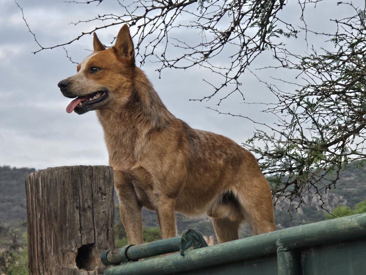 Piñon , siempre atento ...