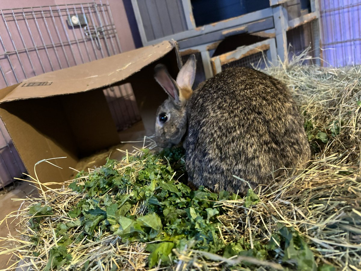 Precious ways Rabbit Sanctuary tweet media