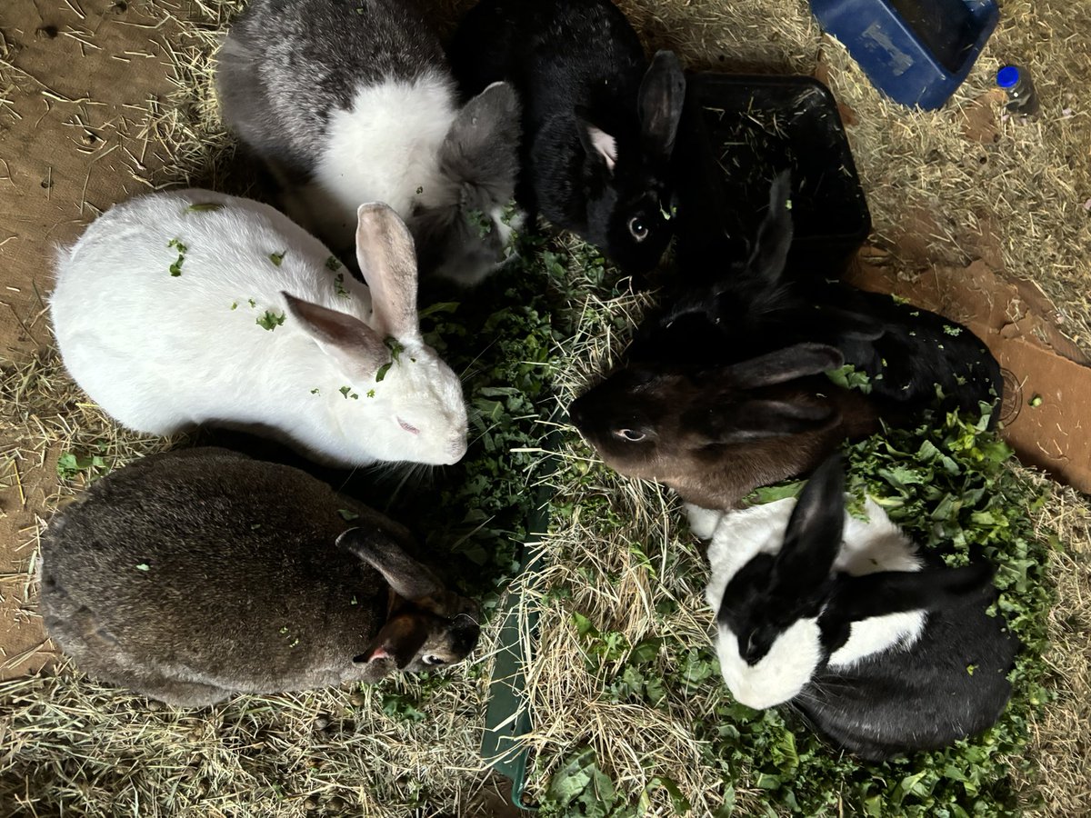 Precious ways Rabbit Sanctuary tweet media