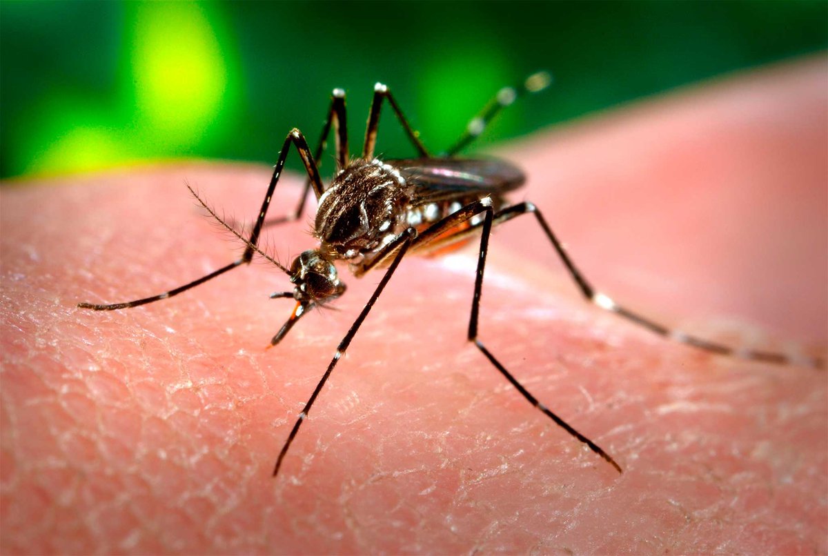 NotiGDL's tweet photo. #Seguridad | En 2024 aumentan casos de dengue en Jalisco
Autoridades sanitarias de Jalisco reconocen que será un año complejo en materia de dengue, al registrarse en la entidad 398 casos, mientras que en el mismo periodo del año pasado se reportaban menos de 20. https://t.co/LAynK9v1ne