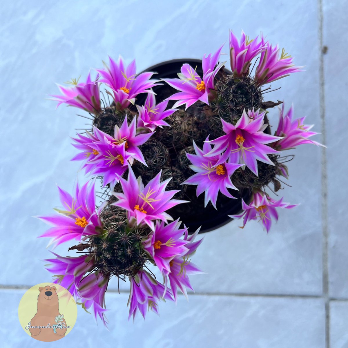 Hola a todos 🙋🏻‍♂️ después de unos días de lluvias mi Mammilaria Mazatlanensis me está regalando esta espectacular floración ☺️ 🌺
