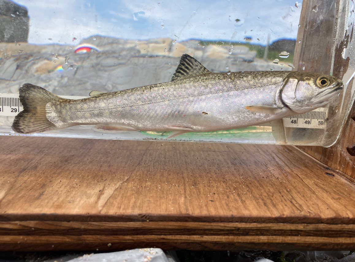 James P. Losee tweet media