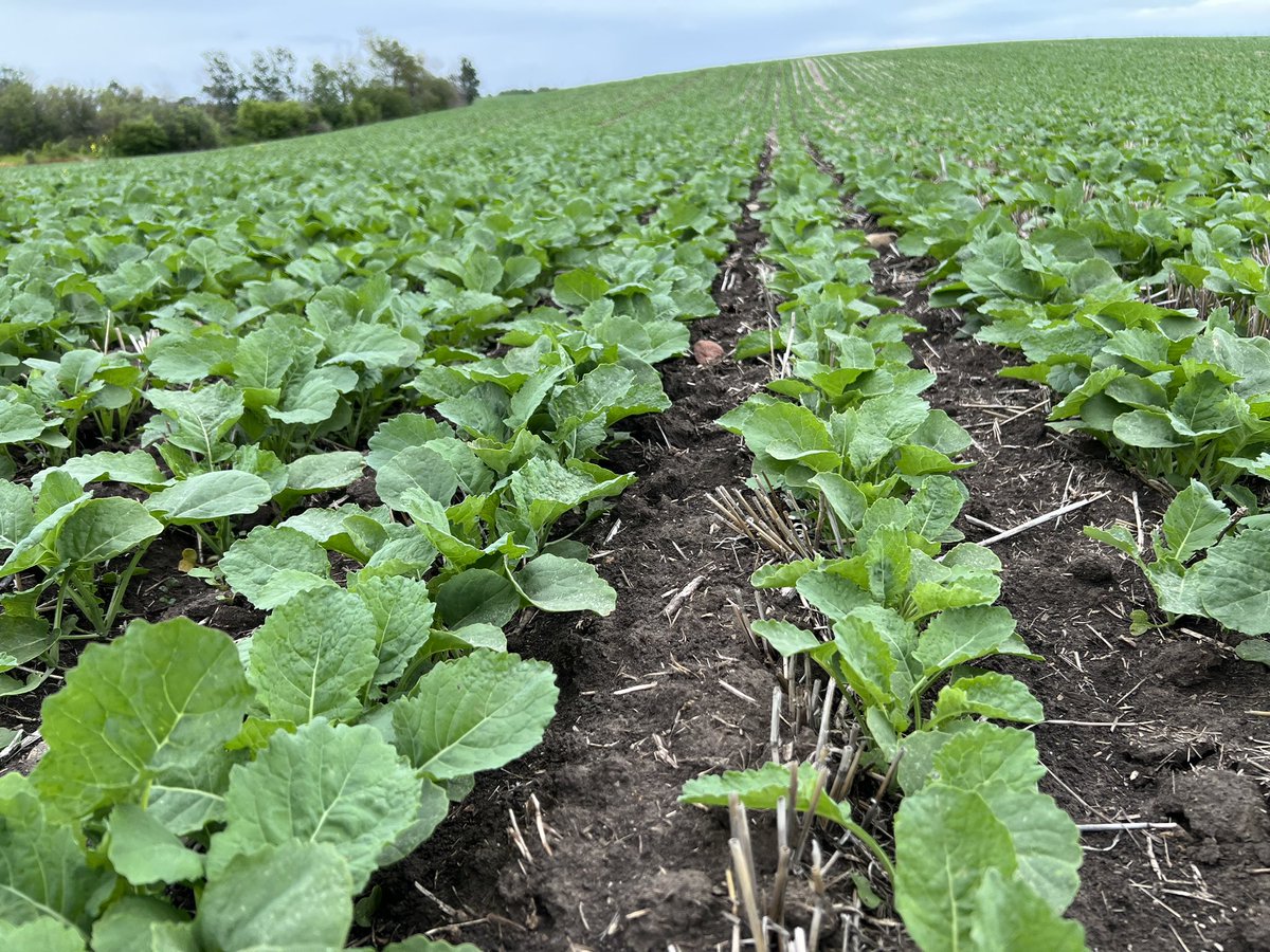 janasen81's tweet photo. @ChrisMcLean30’s PV 661 LCM entry for the #NutrienHometownPride Yield Challenge is looking AMAZING!  🤩Canopy closure is only a day or two away.  @NutrienAg_NAB @ProvenSeed https://t.co/MJz8oTA7S7