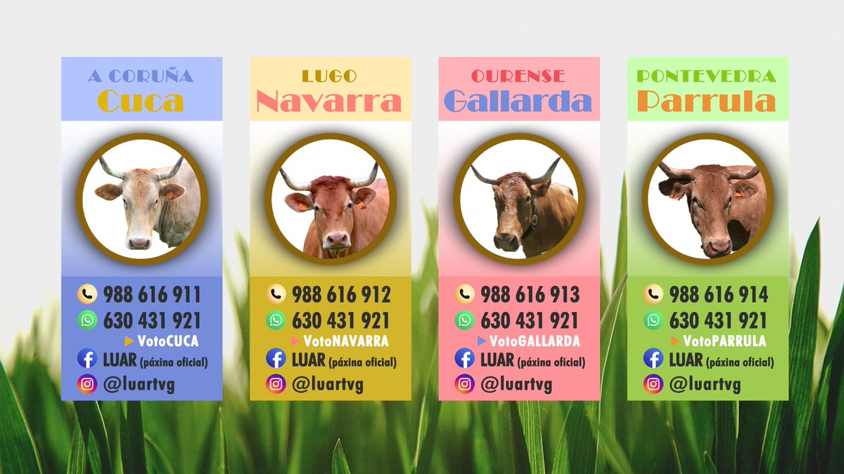 luartvg's tweet photo. 🐮🌜Votade pola vaca favorita en #Missvaca2024 https://t.co/EUxhHyAL2L