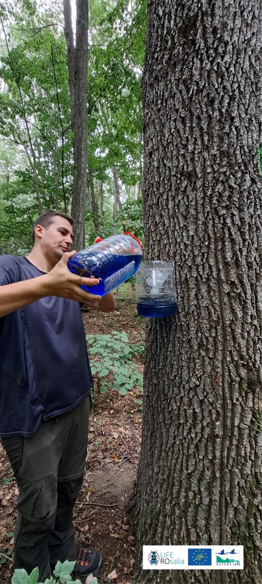 LIFENatROsalia's tweet photo. Demonstrative activities of capturing #Cerambyx_cerdo by #nonlethaltechniques #pheromonaltraps to reduce their density during the reproductive period.
#pheromones #kairomones #sanitation_method #conservation #saproxylicbeetles #forest #ecosystem #LifeROsalia #LIFENature https://t.co/UKZbCpUCKa