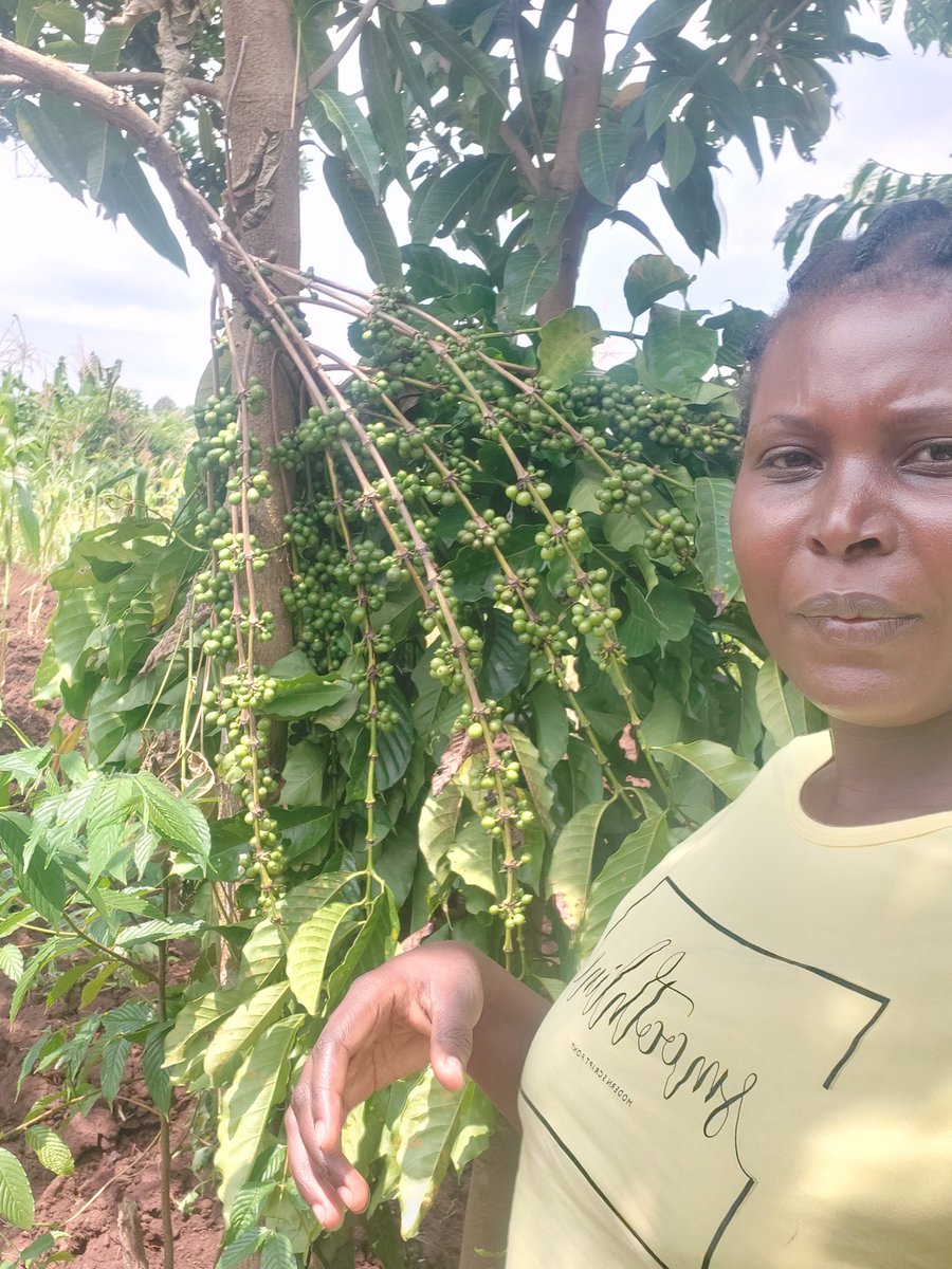 zioncoffeeug's tweet photo. Folks,
As part of the coffee value addition chain, Zion Coffee delightfully participates in farm activities to ensure that we bring the best coffee to your cup.
#Farmit
#Brewit
#Sipit
#SharewithfriendsandFrenemies!!! https://t.co/OcUvn8Mnfd