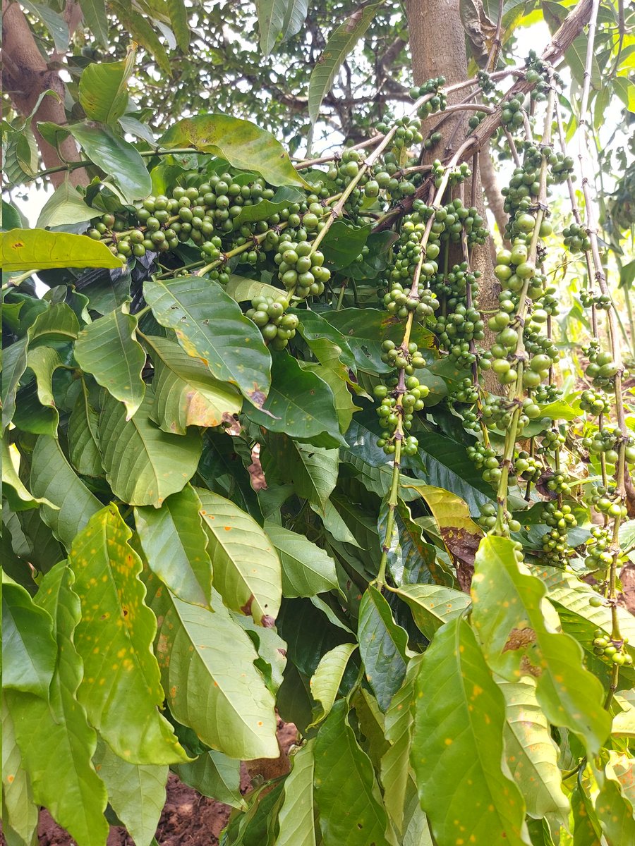 zioncoffeeug's tweet photo. Folks,
As part of the coffee value addition chain, Zion Coffee delightfully participates in farm activities to ensure that we bring the best coffee to your cup.
#Farmit
#Brewit
#Sipit
#SharewithfriendsandFrenemies!!! https://t.co/OcUvn8Mnfd