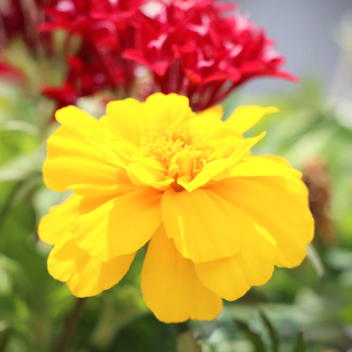 #花 #写真
鮮やかな黄色＆赤色🌈