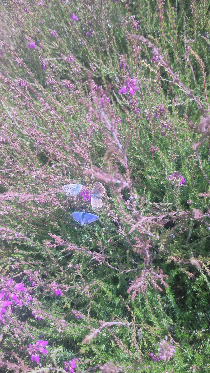 DavidDowding2's tweet image. Well over 250 SSB at my local Urban heathland this year, in an area &lt; half an acre. Shows what can be done when you understand the species life cycle/ ecology and manage the habitat accordingly ( egg laying sites, ant symbiosis, larval foodplants and nectar) . @BC_Suffolk