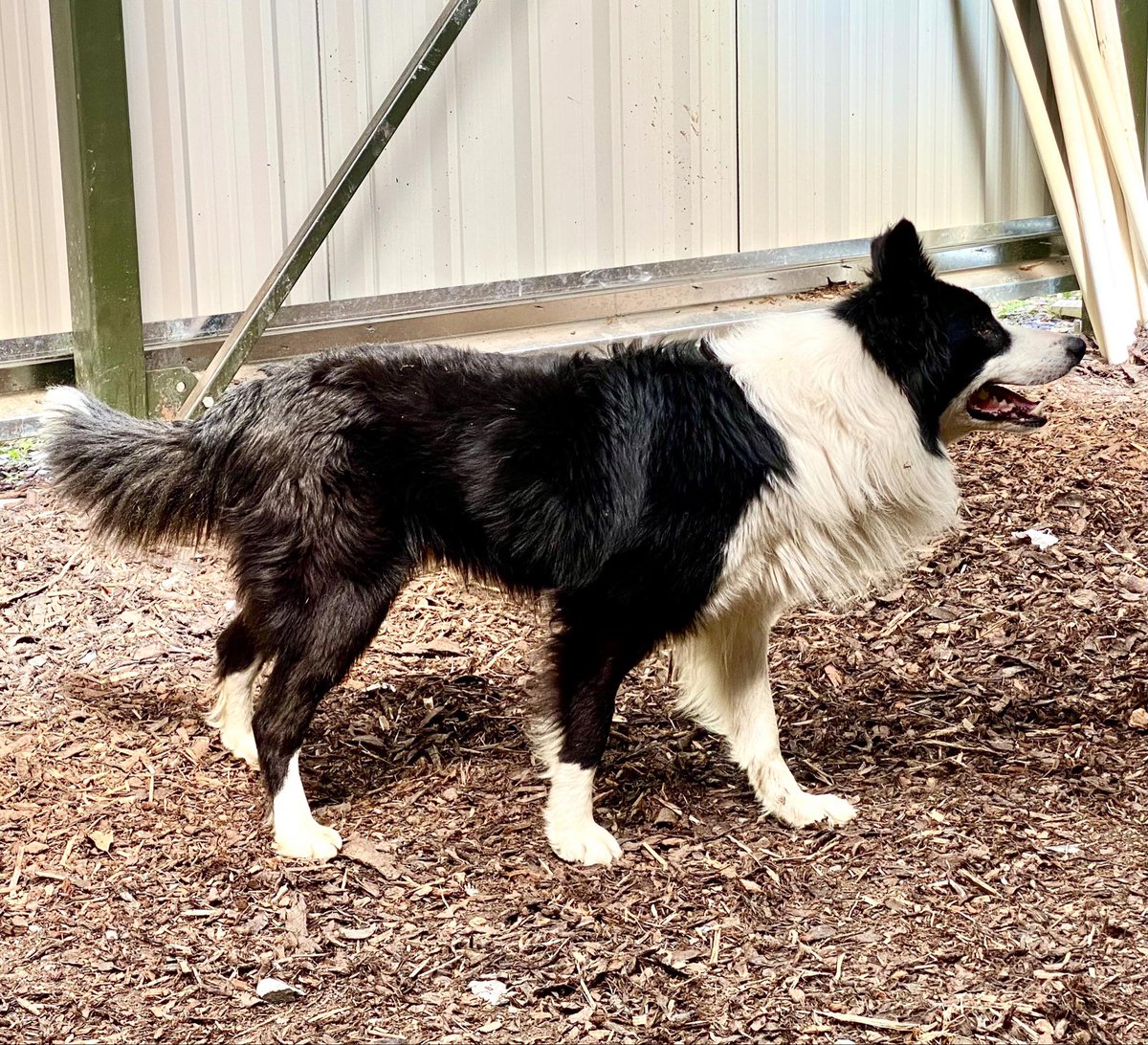 HartCollie's tweet photo. 🖤💙ADOPT ME🖤💙

4 year old ENZO couldn't understand why no one had asked about him as he's super handsome.  We decided to give him a mini photoshoot so you could all see what a star 🌟  he is .

If you are interested in adopting him, please send us a private message. https://t.co/Y41semInzX