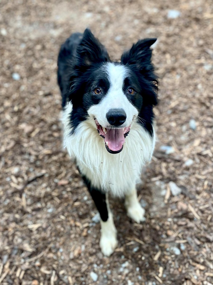 HartCollie's tweet photo. 🖤💙ADOPT ME🖤💙

4 year old ENZO couldn't understand why no one had asked about him as he's super handsome.  We decided to give him a mini photoshoot so you could all see what a star 🌟  he is .

If you are interested in adopting him, please send us a private message. https://t.co/Y41semInzX
