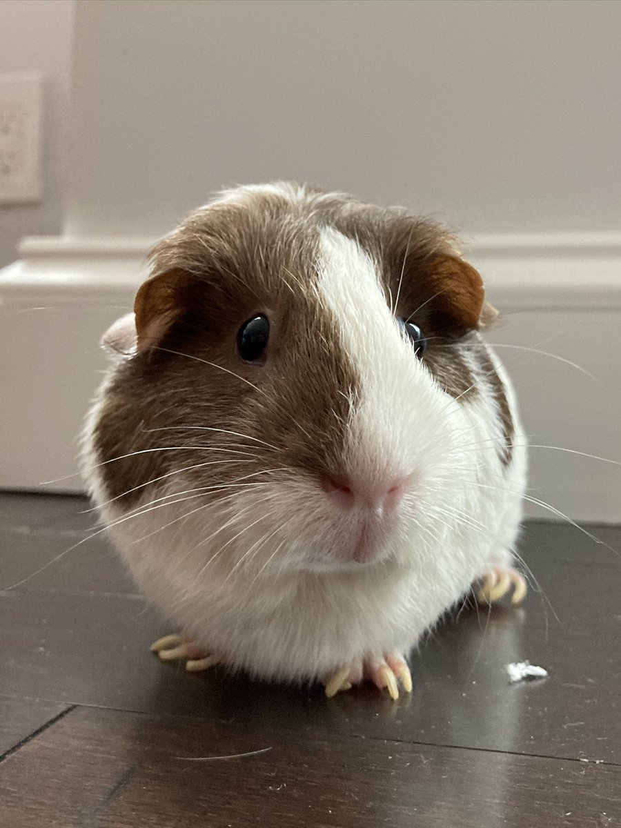 Scott Helfstein tweet media