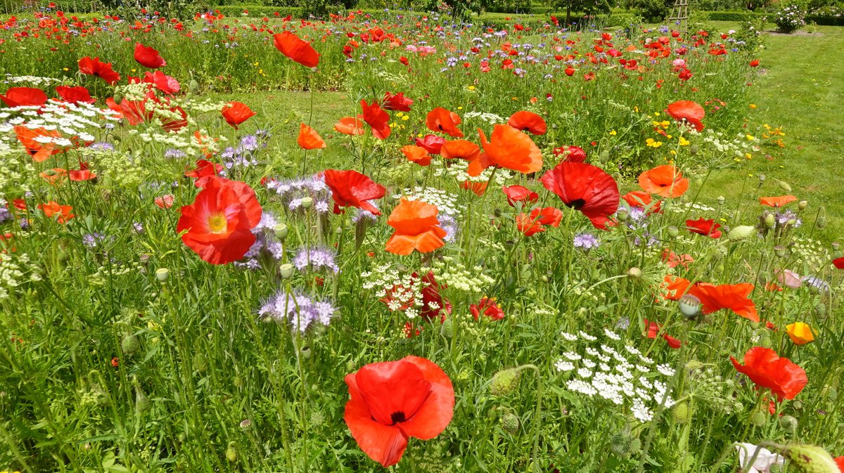 Paul Chibeba tweet media