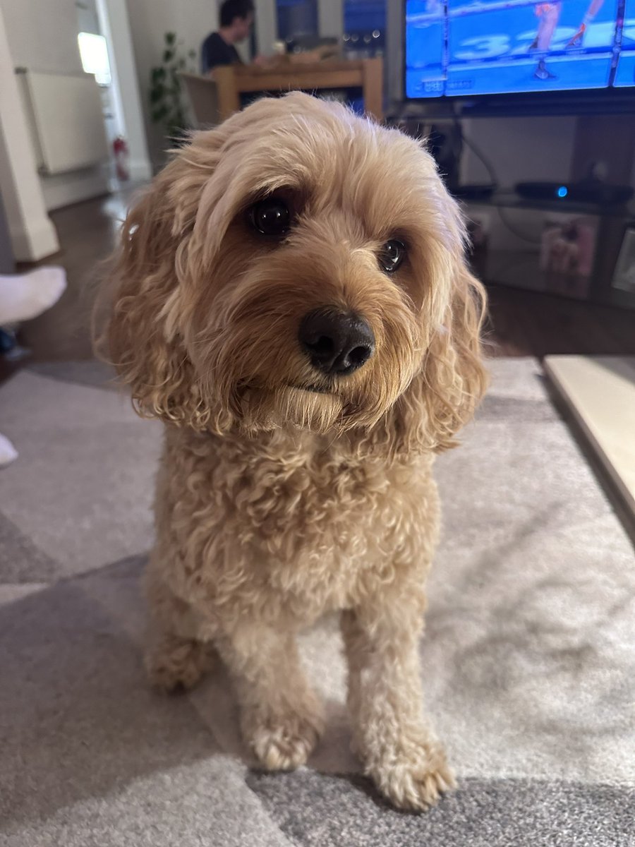 georgiamunn16's tweet photo. This is my family dog, shes home safe and sound now. So thankful to @merseyrail for helping us! Loads of treats and cuddles tonight for Nellie🥹🥹 https://t.co/4IcPcZ6Bf6
