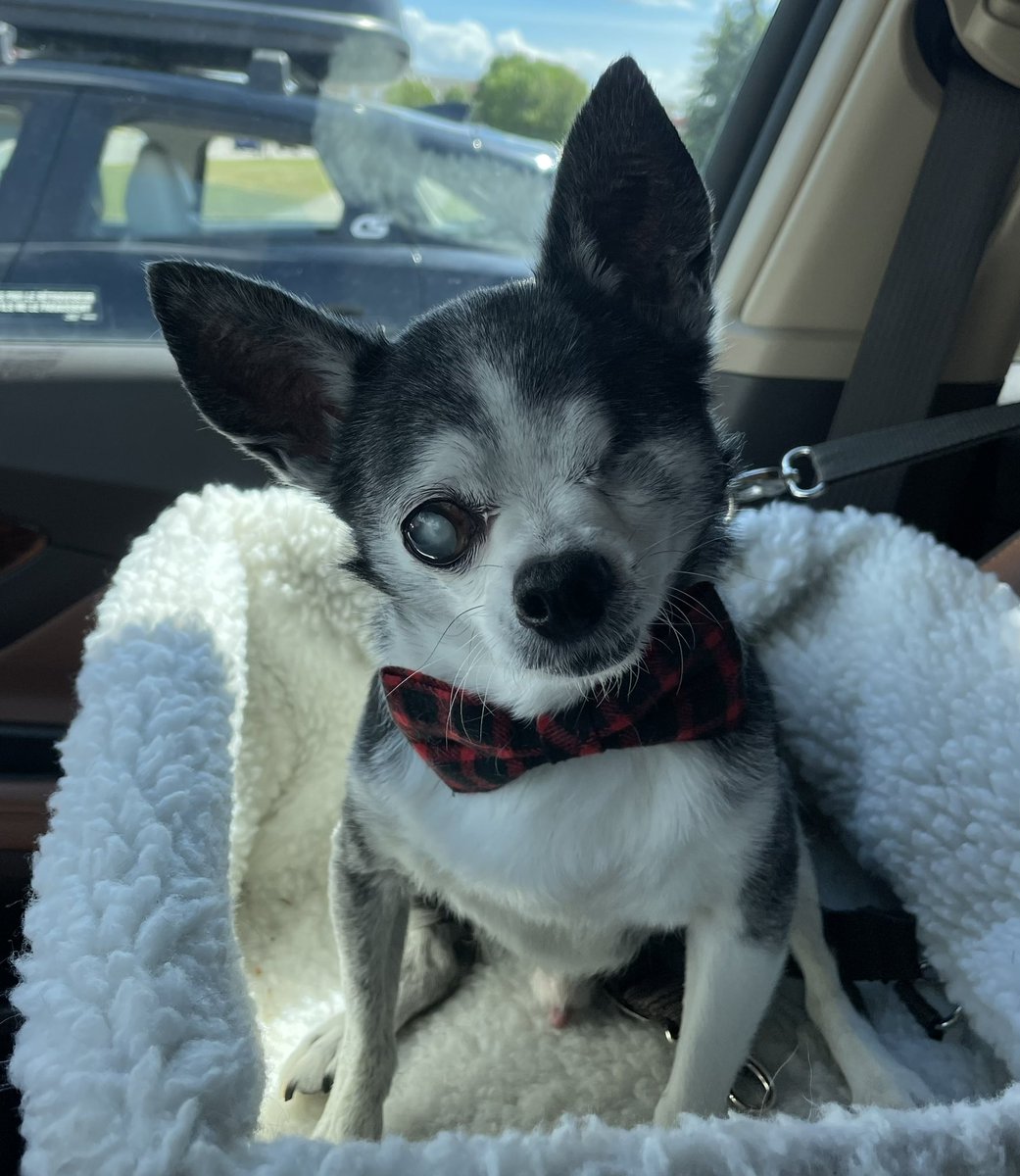 Off To The Dogtor….. Do You Think I Should Give Him A Love Bite? 🤣