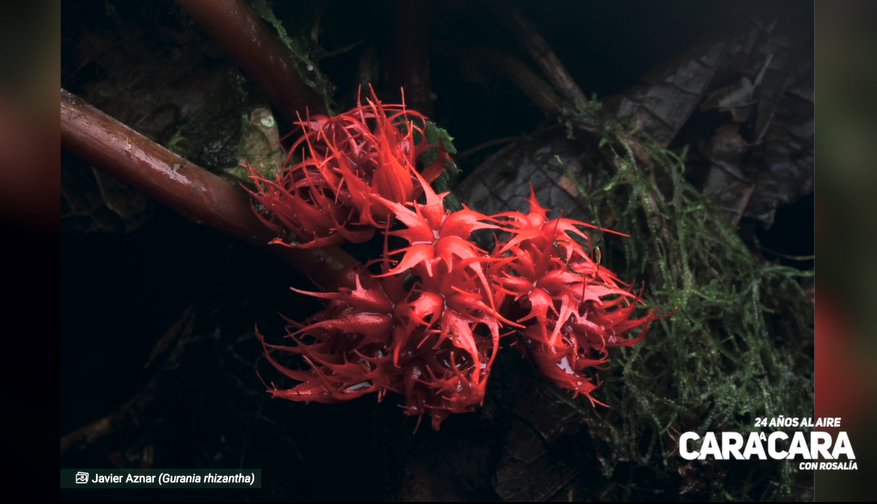 CACRosalia's tweet photo. EN VIVO
En el segmento cultural, presentamos la exposición fotográfica “Conociendo los Tesoros del Chocó Ecuatoriano” de Fundación #Jocotoco, que se encuentra en las instalaciones del INABIO - dirección: Pje. Rumipamba N. 341 y Av. de los Shyris (Parque La Carolina) Quito. https://t.co/FwIq8nRhgb