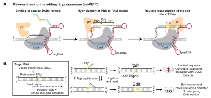 While DNA double strand breaks are a serious issue in eukaryotic systems, for smaller bacterial genomes that do not contain NHEJ, this is not necessarily a problem. Therefore we changed to a nuclease-based system which we called Make-or-break prime editing (mbPE).
