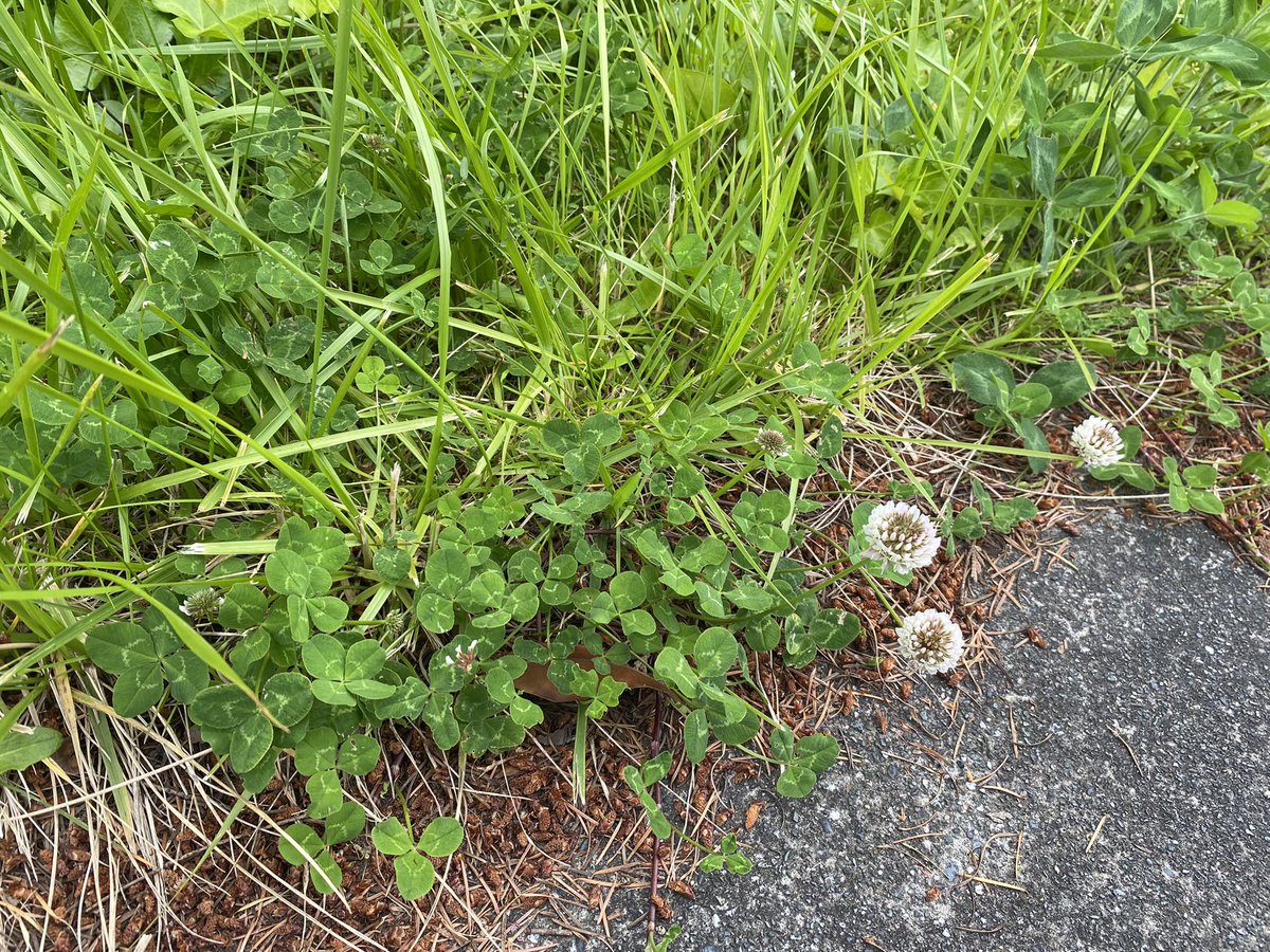 MONIX33's tweet photo. 写真の中に四葉のクローバーが四つ隠れてるよ🍀🍀🍀🍀💖
見つけてみてね！

Can u find four 🍀s in this picture???

#clover
#fourleafclover 
#luckyyou
#havealuckyday
#四葉のクローバー
#お散歩中の幸運 https://t.co/SloVxDqIet