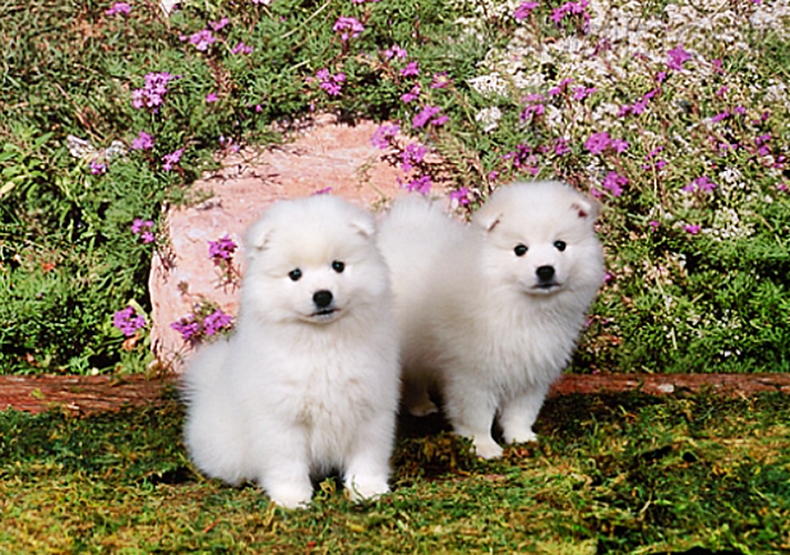 Havilah_V's tweet photo. #FurryFriday:
#Flowers #Flower #ColorfulFlowers #PrettyFlowers #NatureLovers #Garden #Summer #FlowerLovers #WildFlowers #Dog #Dogs #DogsInCostumes #WhiteDogs #AmericanEskimoDogs #Puppies #AmericanEskimoPuppies - Photo by Kimballstock https://t.co/E8HYZusvlx