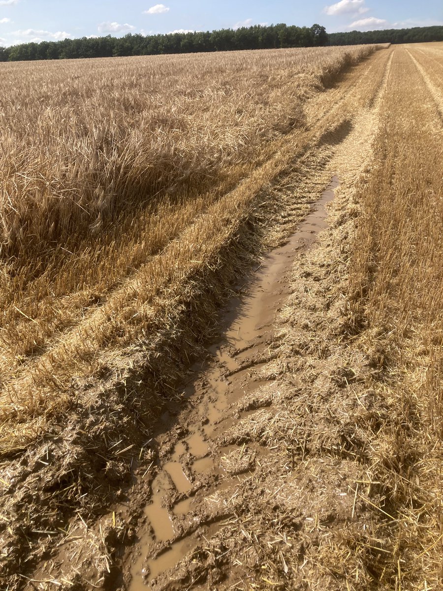OlivierCOSTE2's tweet photo. On a encore @BONNIN1402 un peu d’eau dans les champs de cette orge brassicole des plateaux du #Tonnerrois.
J’ai eu très chaud 🥵 et il en a fallu de peu pour que j’embourbe la moissonneuse et l’#AxialFlow pendant la #Moisson2024.
Ça se passe comment chez vous ?
#FrAgTw https://t.co/pT3Lxizb6c