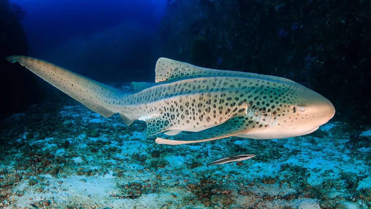 If a carpet shark gets red wine on it, it'll never come out. #animalfacts #nature #shark #redwine #carpet