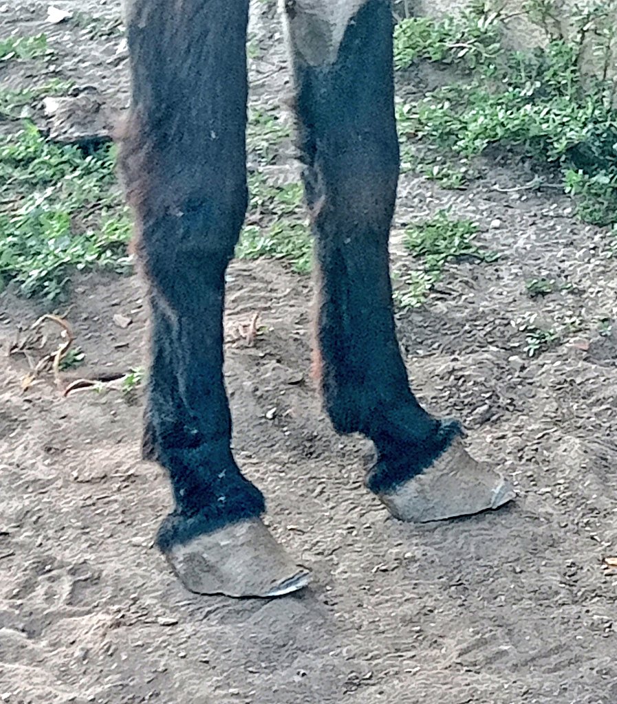 gabiferrador's tweet photo. Animalades! Avui he arreglat els unglots a aquest ruc, i com podeu veure li convenia molt pobrot.
L'abans i el despres son brutals 🤦🏼d'aqui un parell de mesos hi tornaré i el deixaré bé del tot.
Abans/Despres
#Ferrador #HorseFarrier #BlackSmith #Rucs https://t.co/5jXDOYbaQg