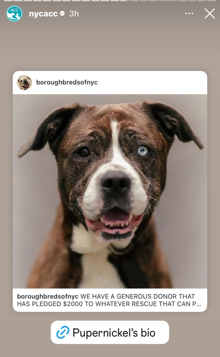 BeeDoDoobieDo's tweet photo. 🚨🚨HEY NEW HOPE RESCUES - 2K OFFERED BY A GENEROUS DONOR TO THE RESCUE WHO PULLS PUPERNICKEL. #NewHopePartnerRescues 🚨🚨
❣️Posted on Insta by the ACC volunteer group below https://t.co/msY2O4MTZV