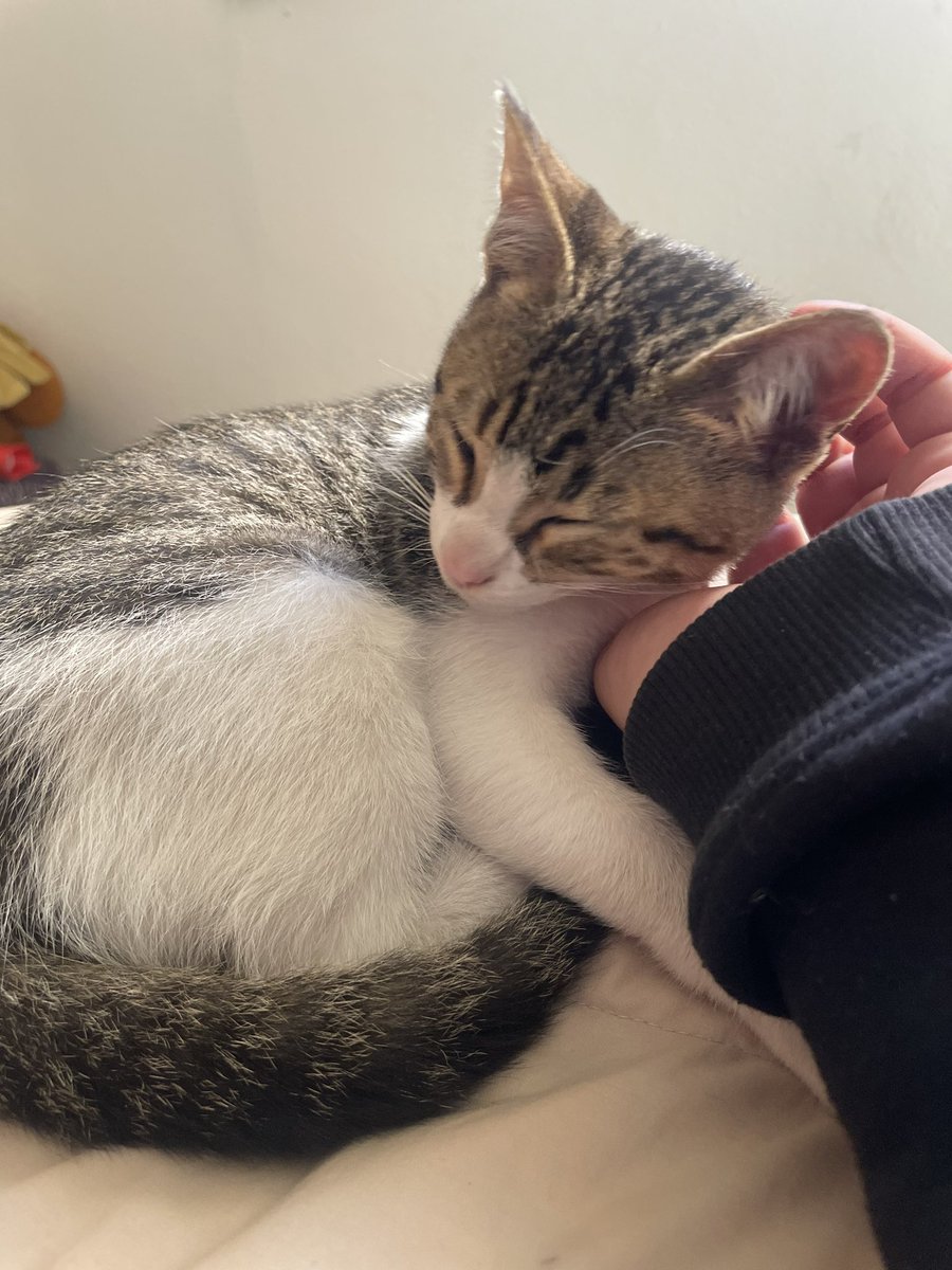 NazaaLascano's tweet photo. Encontramos esta gatita hembra abandonada! Es muy cariñosa y chiquita.Esta buscando una familia urgente! No la podemos tener. Cualquier cosa comunicarse al numeró 3515375771 @VivireNuevaCba https://t.co/5OCZ0nKskM