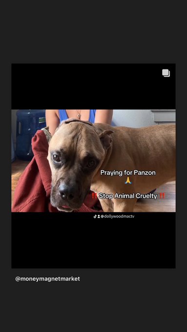 Panzon got kicked multiple times broke his hip by my husband ‼️‼️‼️and continued to get beat on Panzon<a href="/tag/narcissistic"class="tags"><span>#narcissistic</span></a><a href="/tag/narcissisticabuserecovery"class="tags"><span>#narcissisticabuserecovery</span></a><a href="/tag/prayforpanzon"class="tags"><span>#prayforpanzon</span></a>