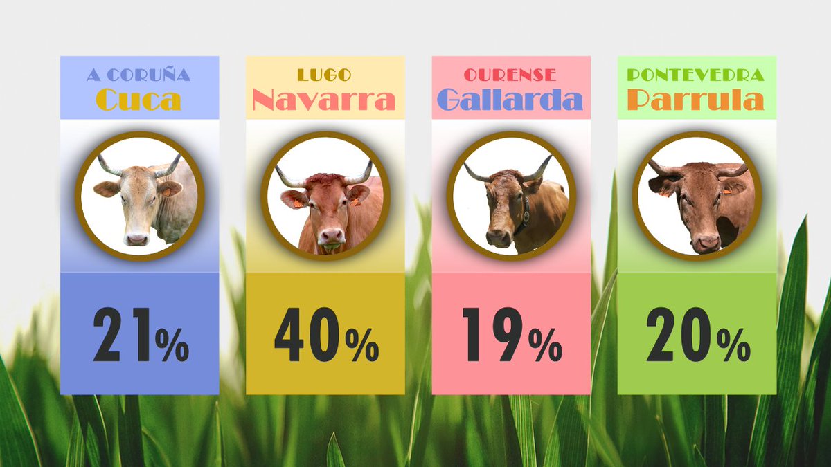 luartvg's tweet photo. ‼️ Parece que se destaca Lugo 🐮 Aínda queda moito #Missvaca2024 👑 https://t.co/7fFu6V6R9g