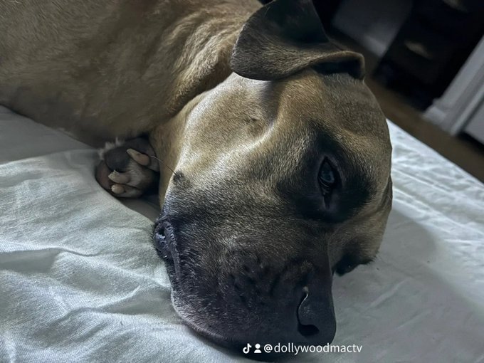 Panzon got kicked multiple times broke his hip by my husband ‼️‼️‼️and continued to get beat on Panzon<a href="/tag/narcissistic"class="tags"><span>#narcissistic</span></a><a href="/tag/narcissisticabuserecovery"class="tags"><span>#narcissisticabuserecovery</span></a><a href="/tag/prayforpanzon"class="tags"><span>#prayforpanzon</span></a>