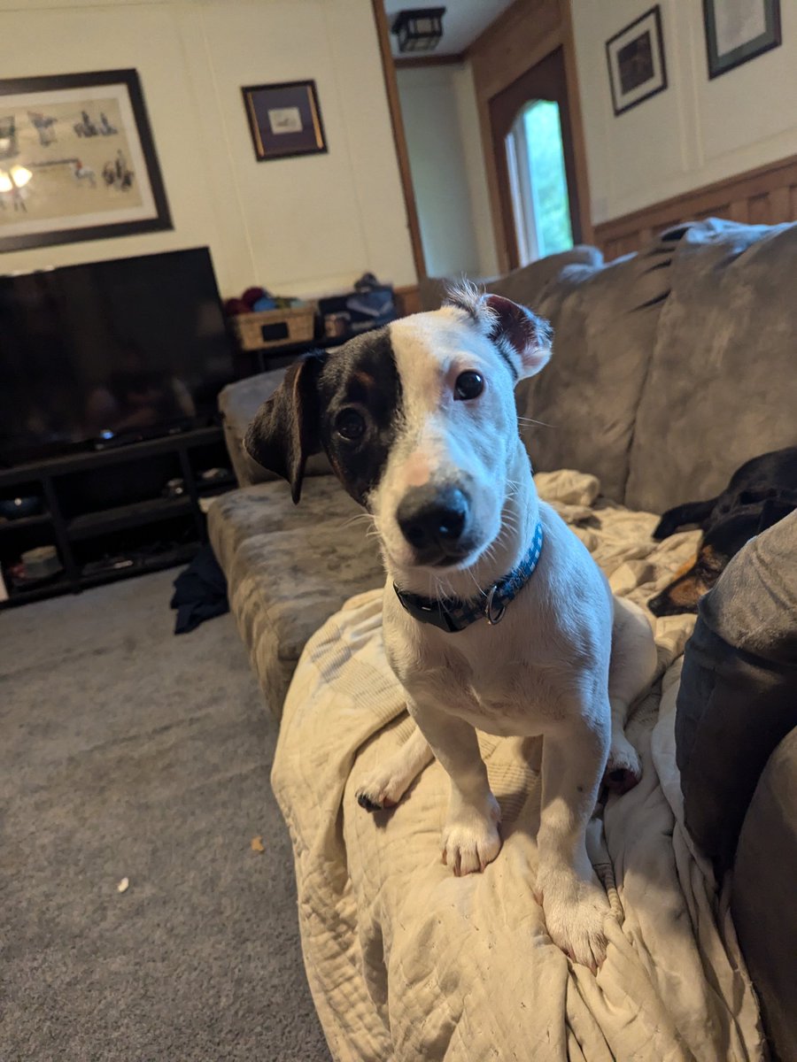 Tickdoc2010's tweet photo. @John_B_Cole Maggie Moo nonchalantly stole a chicken kabob off my plate like NBD last night at dinner. She was not sorry in the least. https://t.co/WFSRaAjBAX