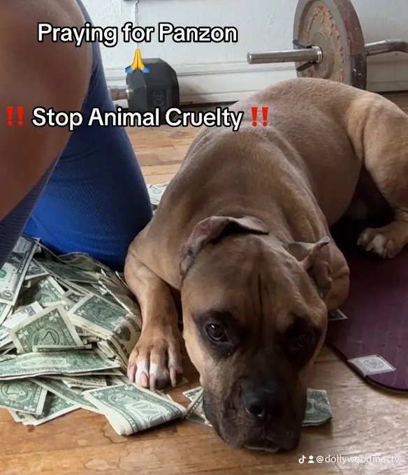 Panzon got kicked multiple times broke his hip by my husband ‼️‼️‼️and continued to get beat on Panzon<a href="/tag/narcissistic"class="tags"><span>#narcissistic</span></a><a href="/tag/narcissisticabuserecovery"class="tags"><span>#narcissisticabuserecovery</span></a><a href="/tag/prayforpanzon"class="tags"><span>#prayforpanzon</span></a>