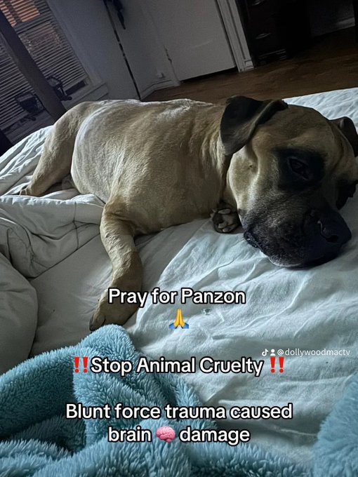 Panzon got kicked multiple times broke his hip by my husband ‼️‼️‼️and continued to get beat on Panzon<a href="/tag/narcissistic"class="tags"><span>#narcissistic</span></a><a href="/tag/narcissisticabuserecovery"class="tags"><span>#narcissisticabuserecovery</span></a><a href="/tag/prayforpanzon"class="tags"><span>#prayforpanzon</span></a>