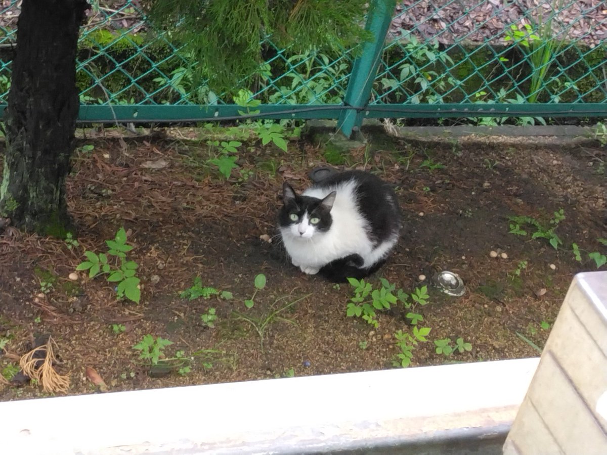 bagchoice's tweet photo. 腹ペコ猫！
ぜんぜんなつかん https://t.co/N4lZGzw5Mz