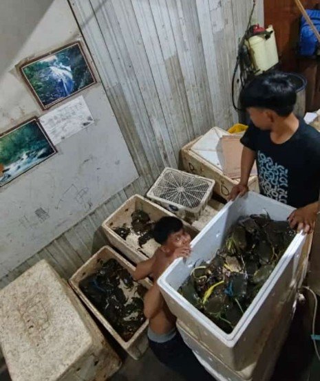 Luhkan_PPU's tweet photo. Jumat, 28/06, Suriyadi, Luhkan Penajam Paser Utara, di Bapak Dedi, Melaporkan Panen Parsial Kepiting Bakau, Tambak Tradisional, sebanyak 62 Kg Harga Jual 33.000/Kg

#GiatLuhkanSatminkalTegal
#GiatLuhkanSatminkalBanyuwangi 
#PenajamPaserUtara https://t.co/ZJkelEzXKD