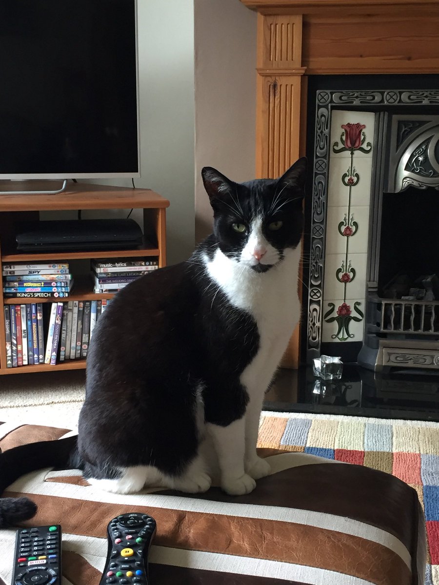 pennymullord's tweet photo. @DreyfusJames This is Pippin. I’ll never forget the day 5 years ago when the vet had to come. I kissed him and whispered, it’s been a pleasure and a privilege. I loved him so much. I still cry when i remember him. ❤️ https://t.co/TXTtIBf88w