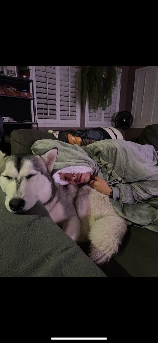 Egosdeath_'s tweet photo. Day 2 without my pack being together. 
RIP Nora, I love you so much https://t.co/MsE8qq2iPj