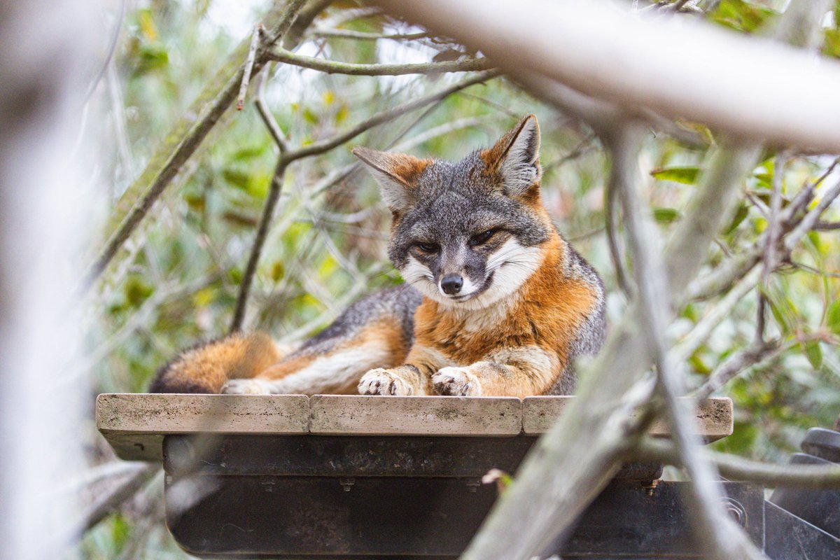 SantaBarbaraZoo's tweet photo. Wondering where Lewis the island fox is? He’s probably smizing at you from one of his favorite platforms! 😏🦊

…or napping. He does love a good nap! https://t.co/DFdTdc19Lm