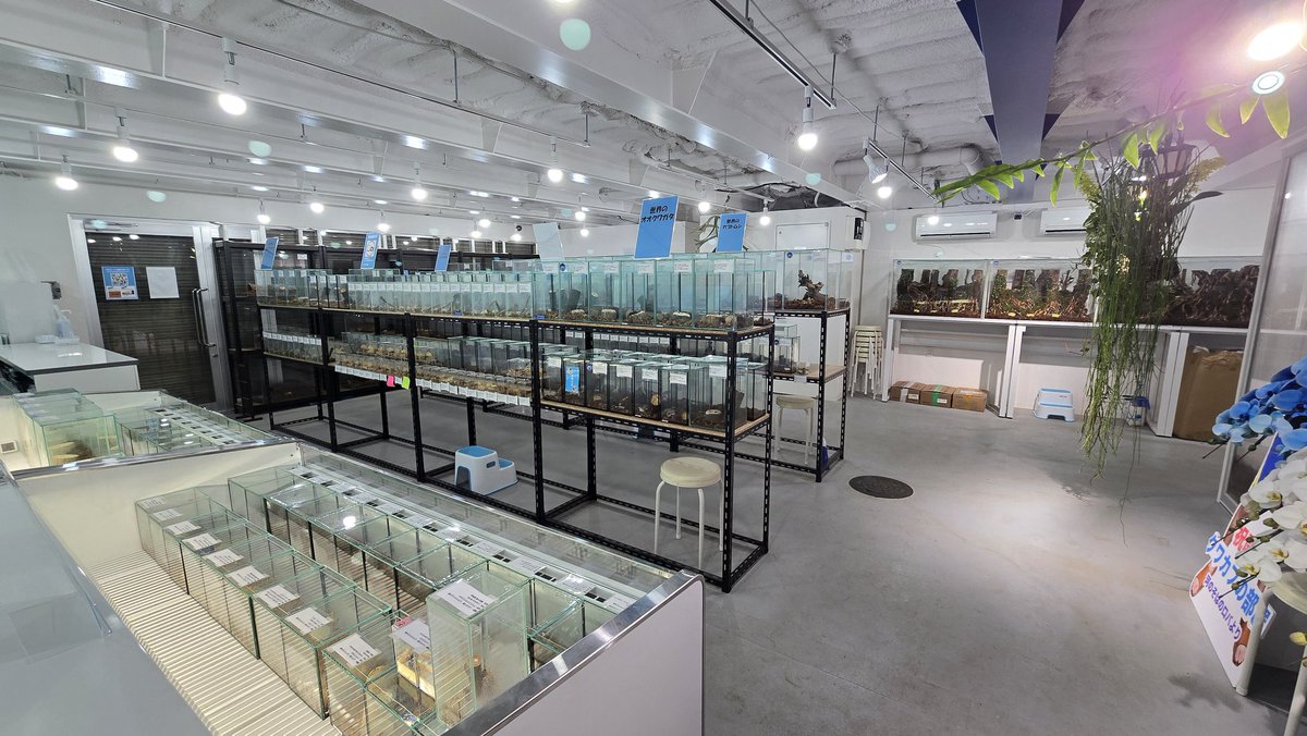 apst_dm16's tweet photo. 色んな縁があって、この度お店を出すことになりました！
カブトムシ、クワガタの展示施設です！
なんか興味あるとか川越観光がてら時間があるみたいな方とか動画撮りたいみたいな方など、是非遊びに来てください！好きを詰め込んでます！ https://t.co/TCA39nSVTg