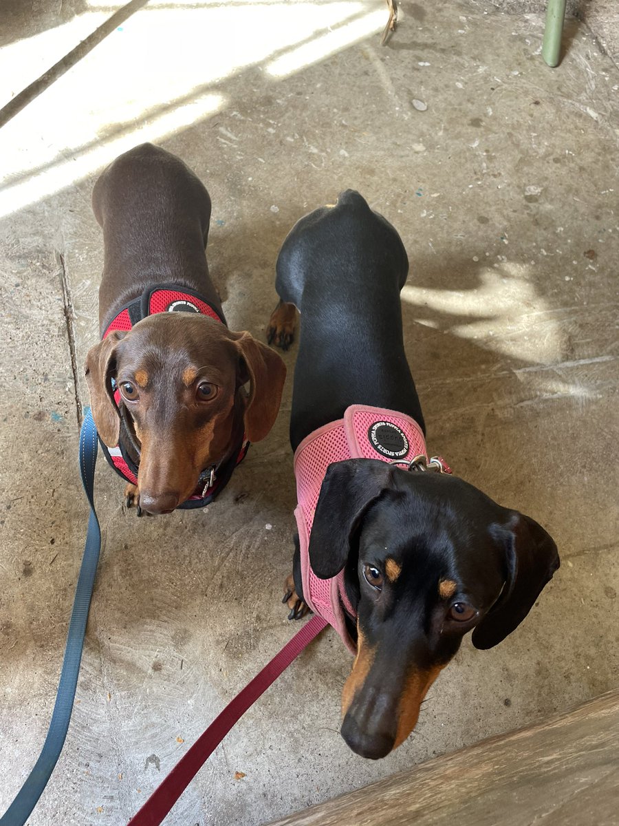 janiekibble's tweet photo. @ParttimePleb @WheatlandKim Greetings from Beetle and Sadie! https://t.co/pACfxNP46J