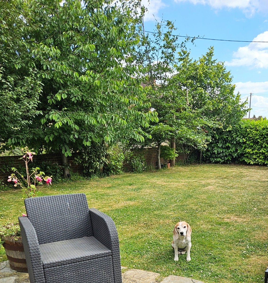 BreaTheBeagle's tweet photo. @Phil_Sledge Aww, our Brea sitting pawfectly. Look at her back paws! 🐾 🐾 💖 https://t.co/QZuKSvupG4