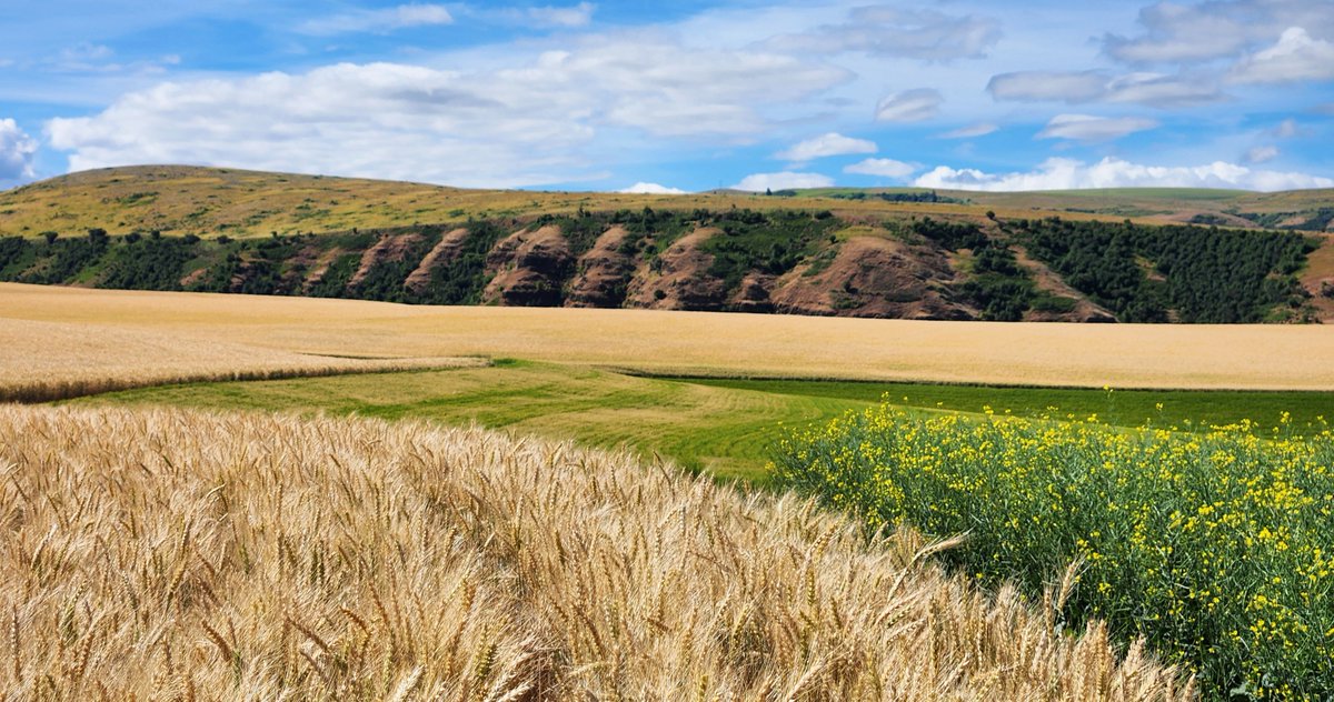 Mainstem Malt tweet media