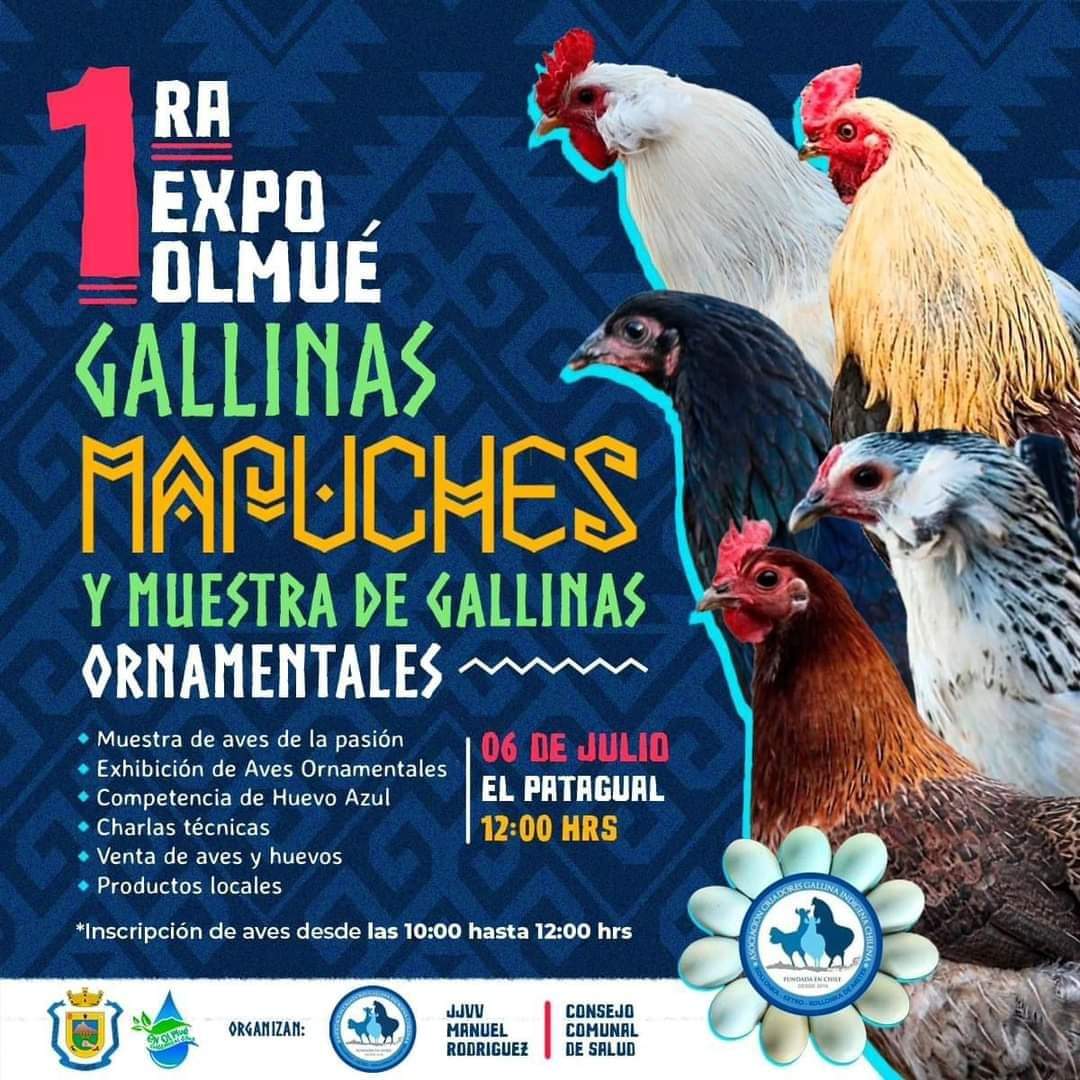 GMapuches's tweet photo. Ya queda menos para la expo Olmue . Se le espera ese día.
#GallinasMapuche #HuevosDeColorAzul https://t.co/r7MlKNbrMT